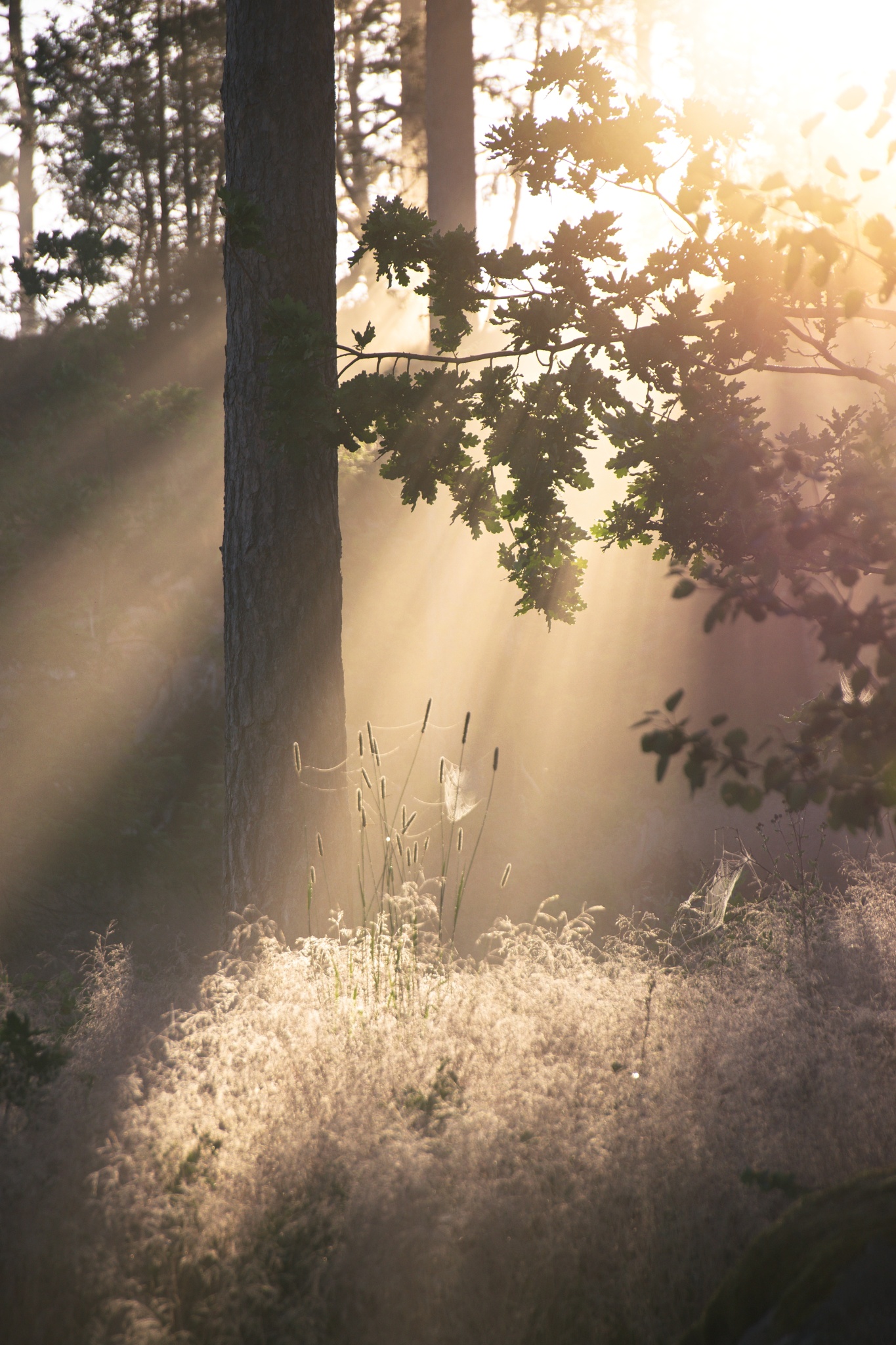 Kevin Bruseby, schwedischer Landschaftsfotograf: Die besten Aufnahmen warten manchmal gleich um die Ecke