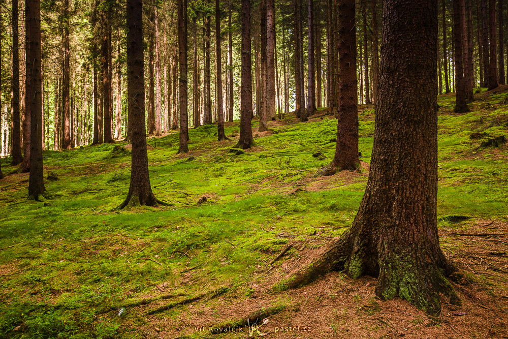 Fotografieren in der Natur: Was ist zu beachten?