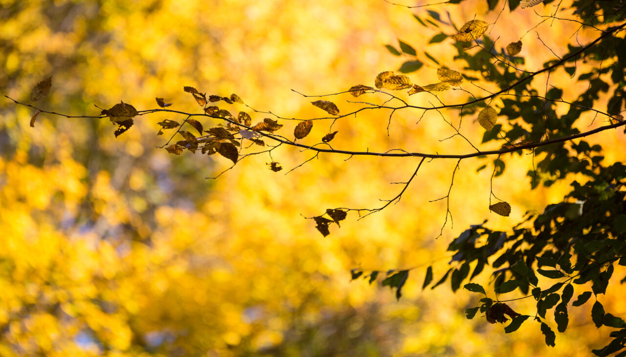 Fotografieren in der Natur: Was ist zu beachten?
