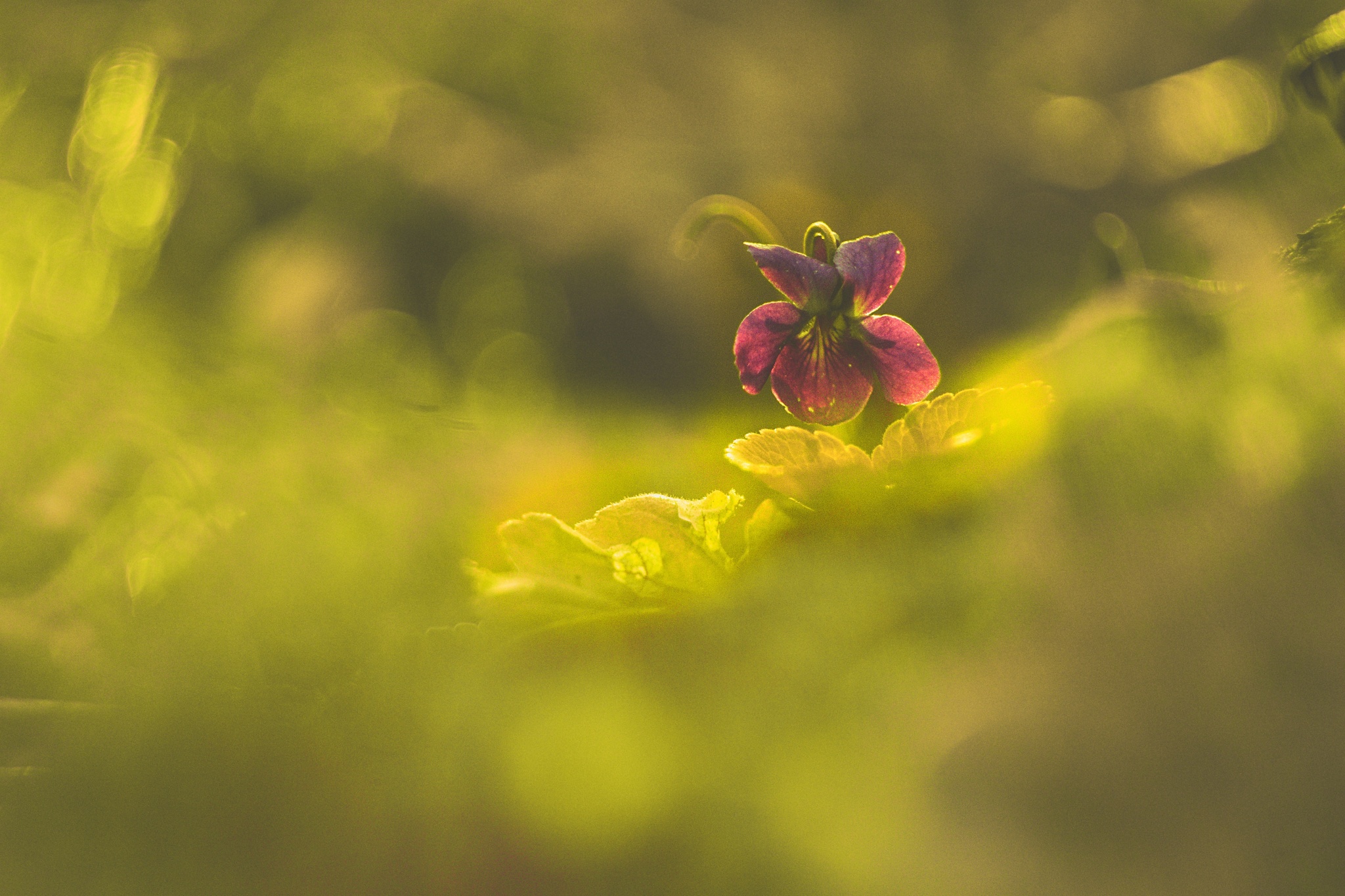 Historische Objektive an einem digitalen Gehäuse? Schönes Bokeh, Reflexionen und originelle Bildqualität