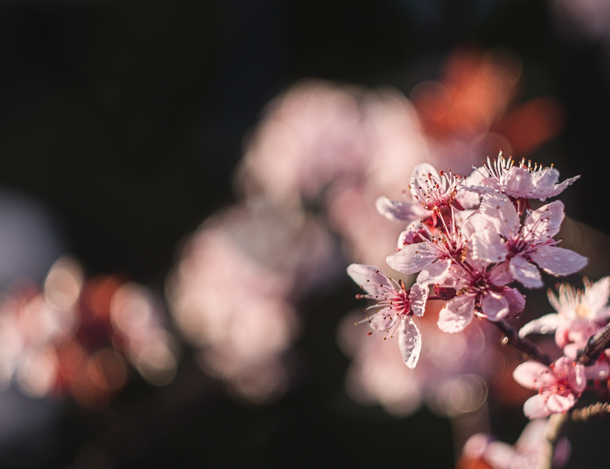 Historische Objektive an einem digitalen Gehäuse? Schönes Bokeh, Reflexionen und originelle Bildqualität