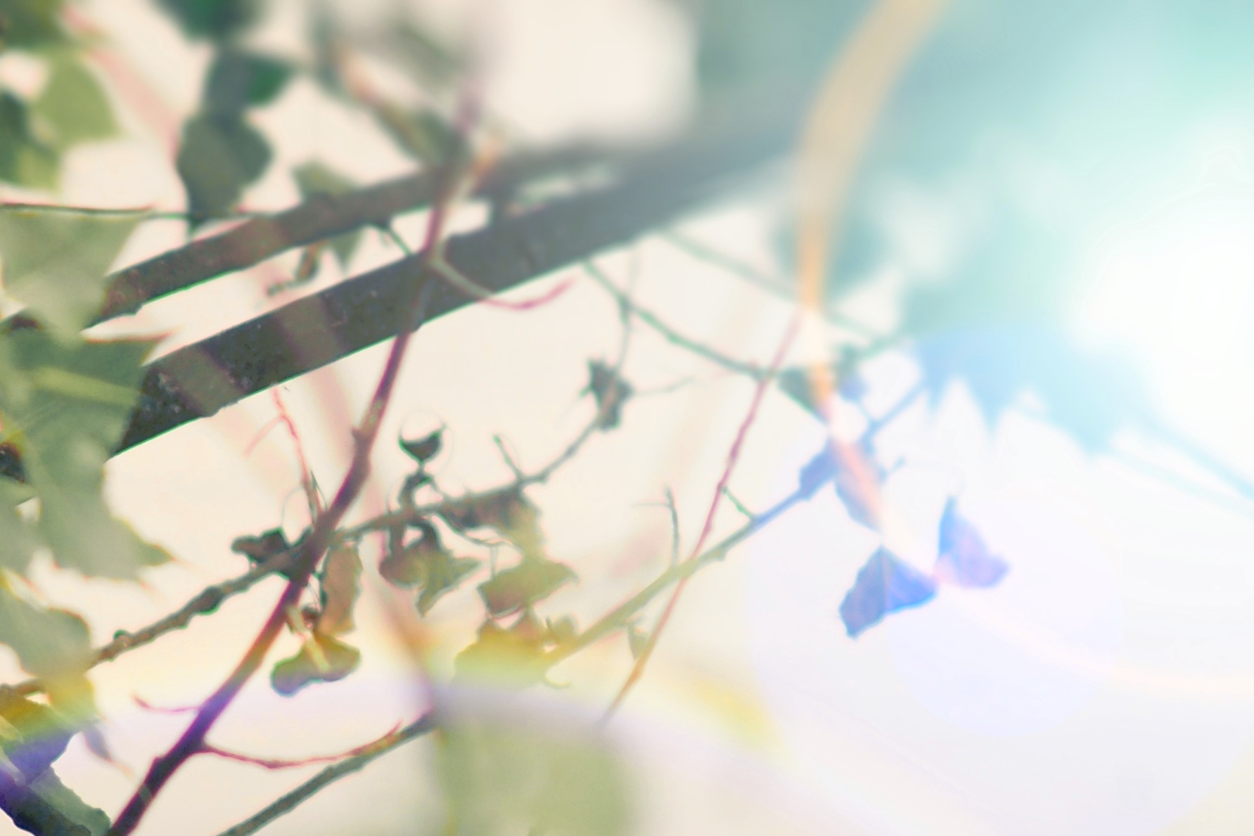 Historische Objektive an einem digitalen Gehäuse? Schönes Bokeh, Reflexionen und originelle Bildqualität