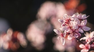 Historische Objektive an einem digitalen Gehäuse? Schönes Bokeh, Reflexionen und originelle Bildqualität
