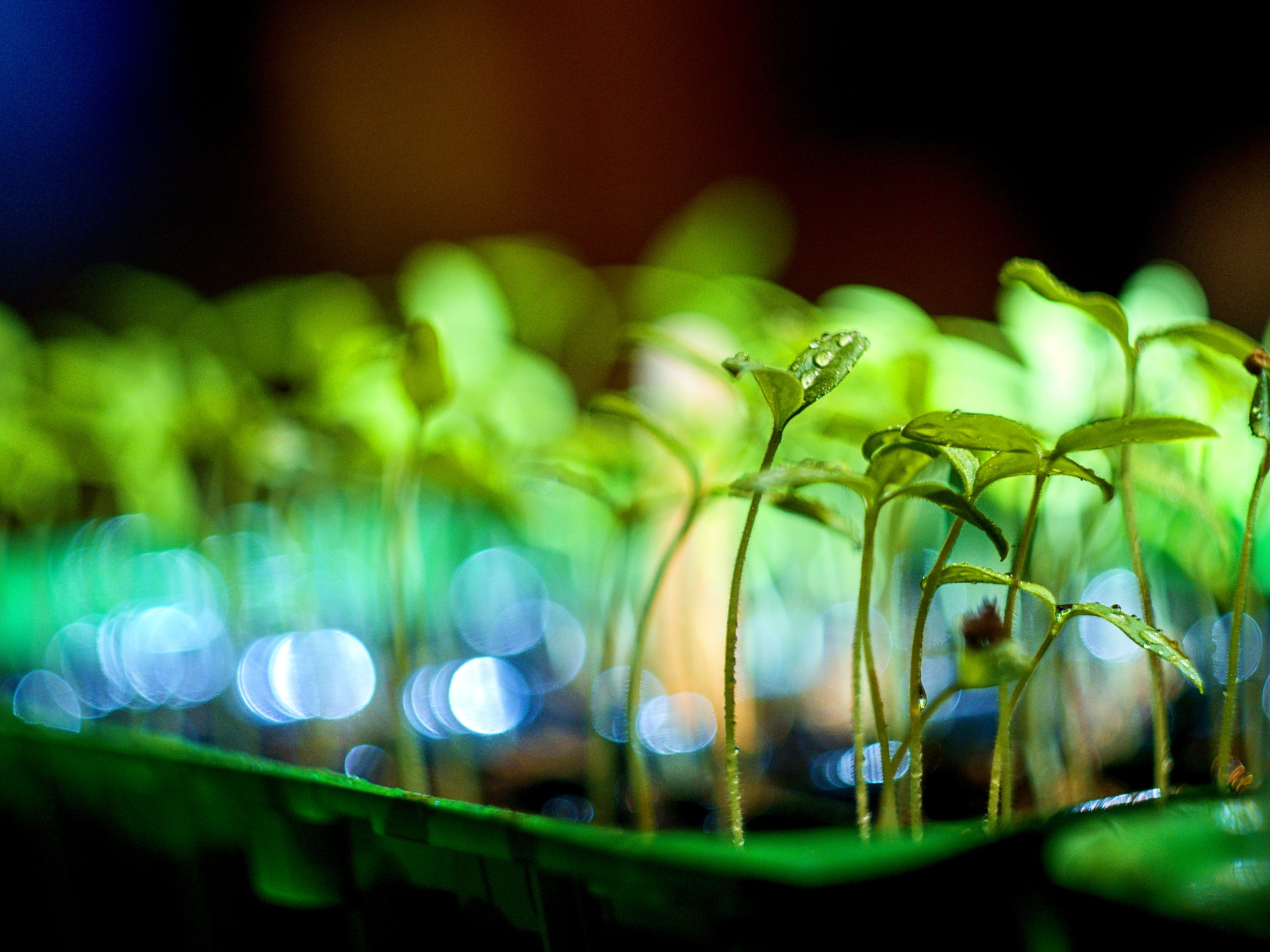 Altes Objektiv an moderner Kamera: Welches ist für Porträt, Makro oder Landschaft geeignet