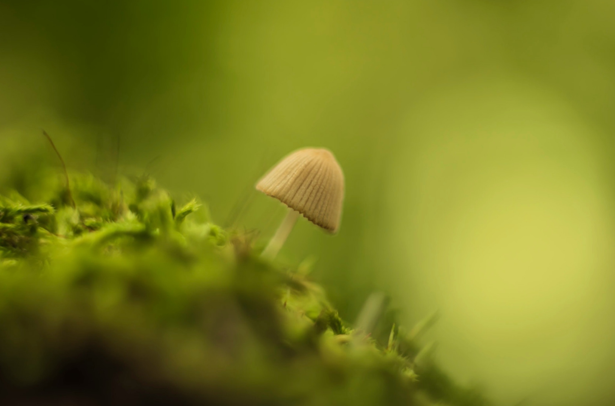 Altes Objektiv an moderner Kamera: Welches ist für Porträt, Makro oder Landschaft geeignet