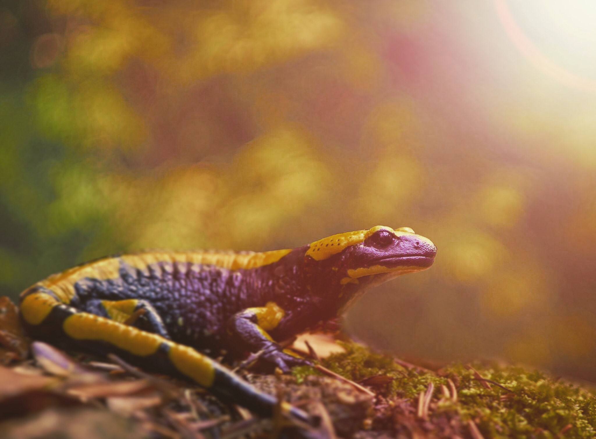 Altes Objektiv an moderner Kamera: Welches ist für Porträt, Makro oder Landschaft geeignet