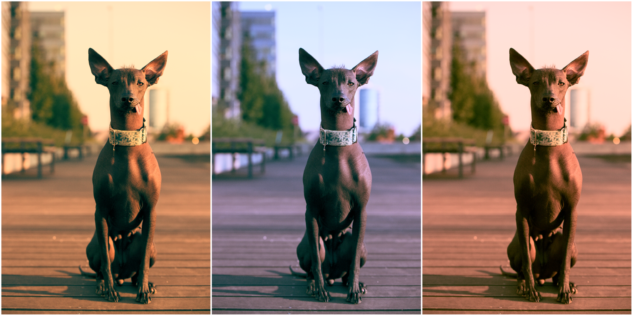 Coloring Schritt-für-Schritt III: So erstellen Sie das beliebte Teal & Orange