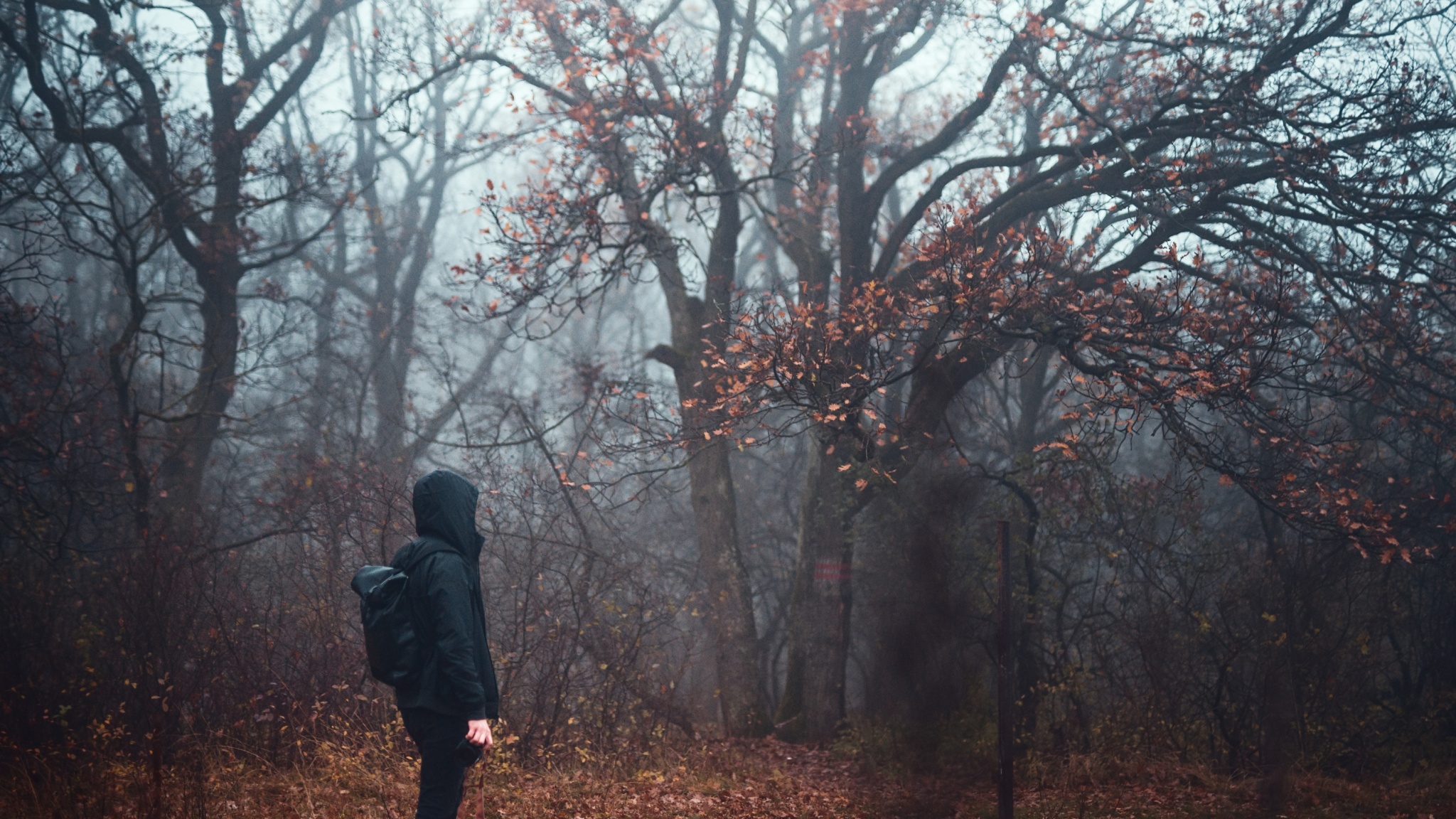 Fotografieren im Nebel: Verleihen Sie Ihren Fotos eine düstere Atmosphäre. Wir geben Tipps zum Fotografieren und Bearbeiten