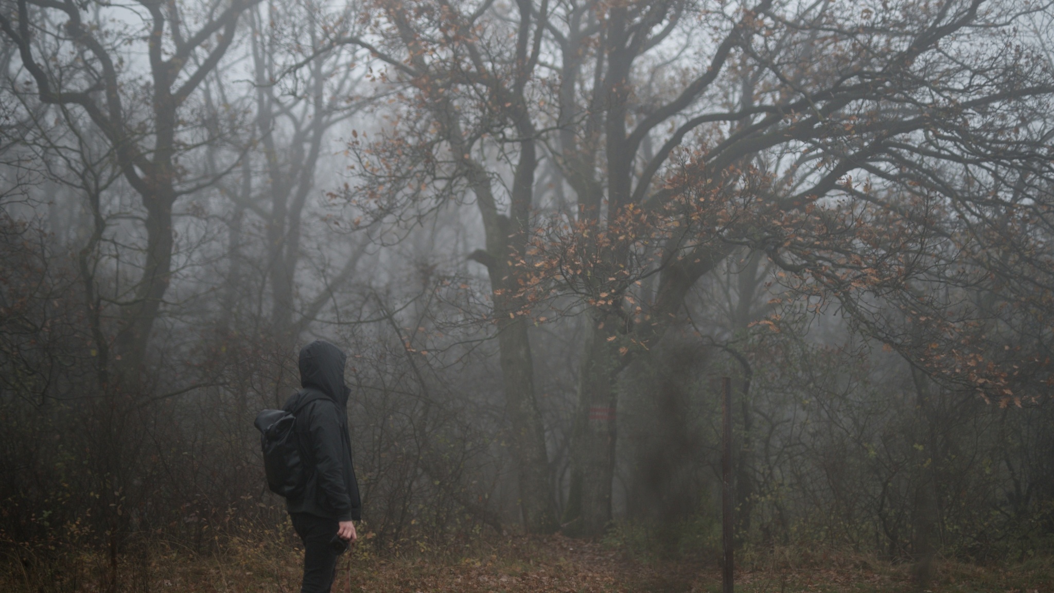 Fotografieren im Nebel: Verleihen Sie Ihren Fotos eine düstere Atmosphäre. Wir geben Tipps zum Fotografieren und Bearbeiten