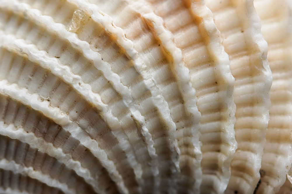 Supermakro: Entdecken Sie den Zauber der Makrofotografie mit hoher Vergrößerung