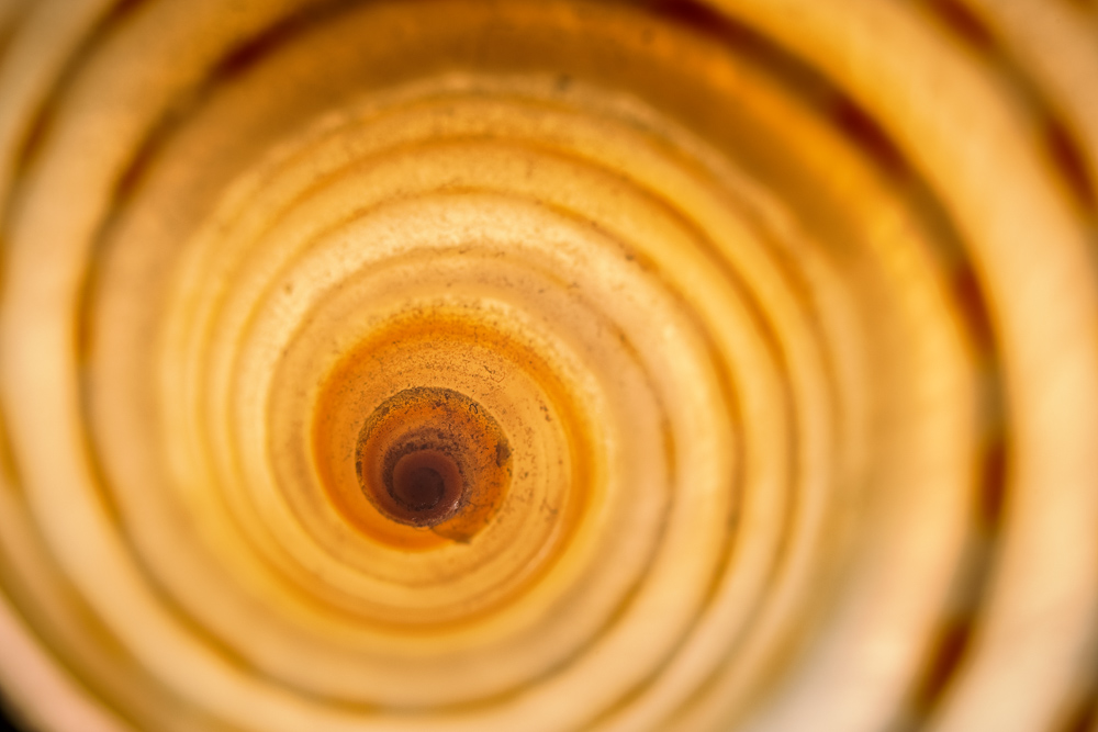 Supermakro: Entdecken Sie den Zauber der Makrofotografie mit hoher Vergrößerung