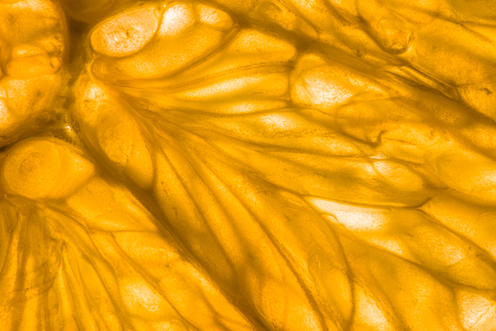 Supermakro: Entdecken Sie den Zauber der Makrofotografie mit hoher Vergrößerung