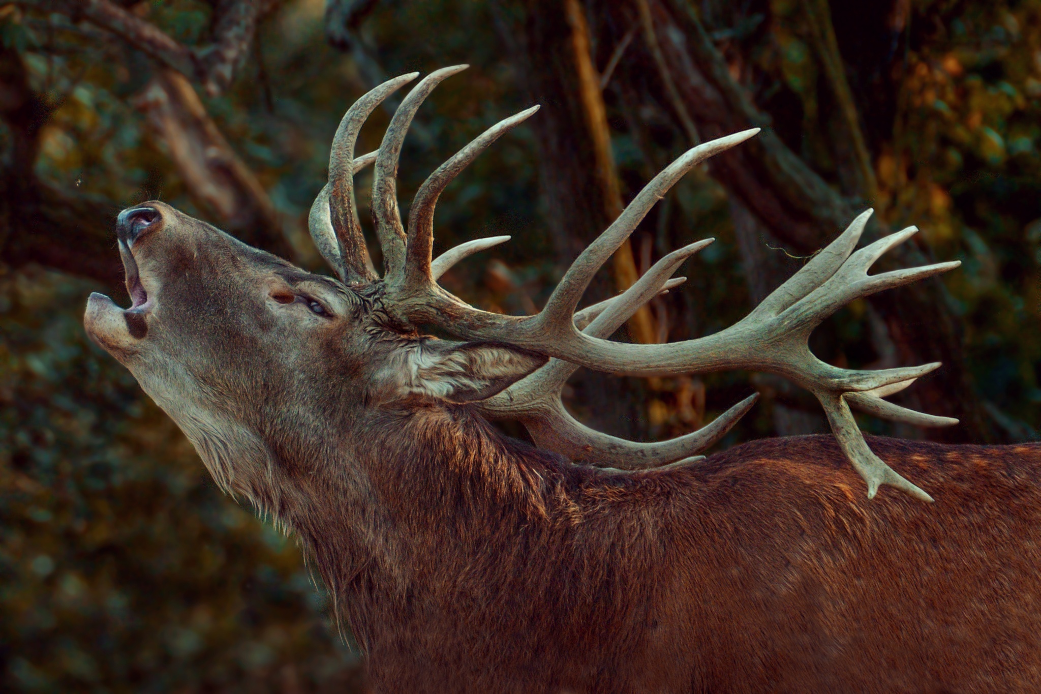 Jagdfotograf Adam Simandel: Wenn ich überlebe, werde ich etwas zu erzählen haben