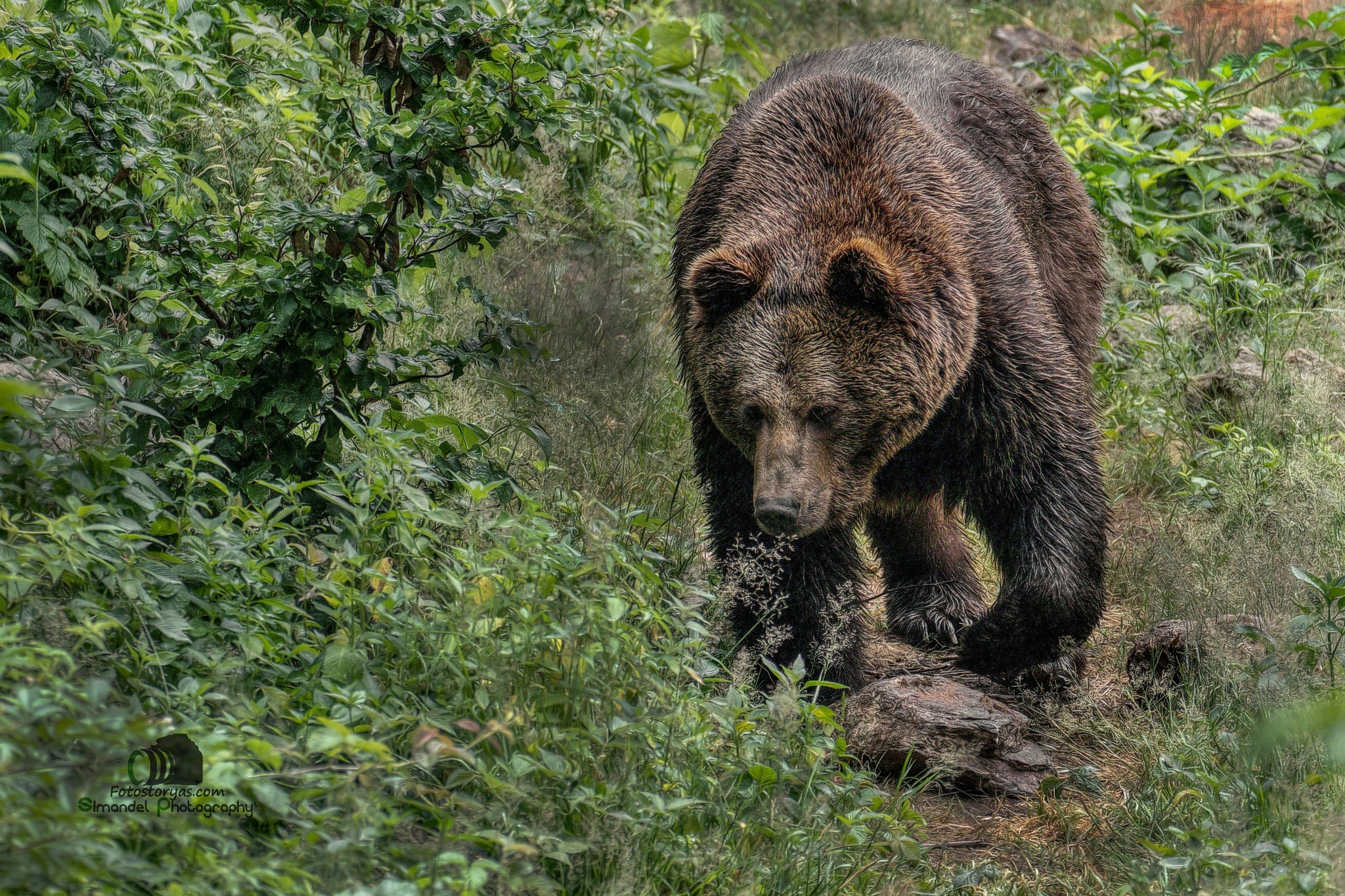 Jagdfotograf Adam Simandel: Wenn ich überlebe, werde ich etwas zu erzählen haben