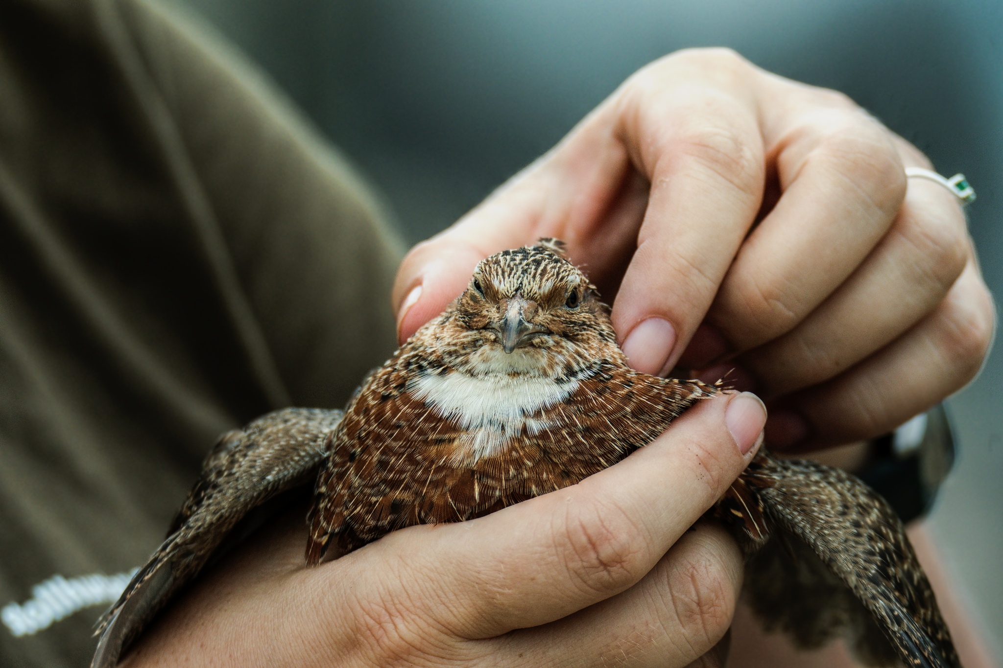 Jagdfotograf Adam Simandel: Wenn ich überlebe, werde ich etwas zu erzählen haben