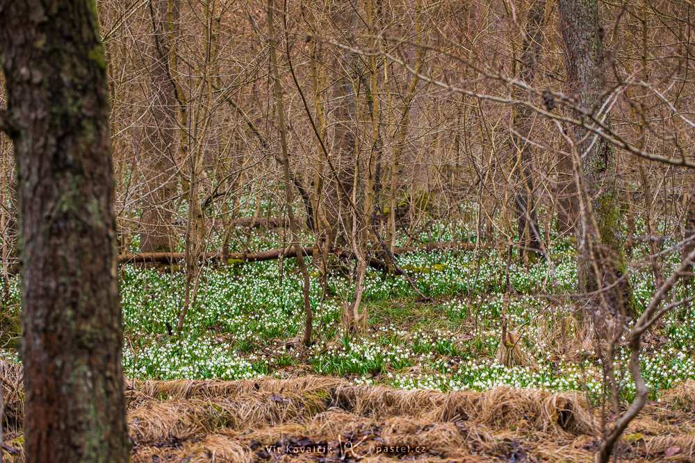 Fotografieren der ersten Frühlingsblumen