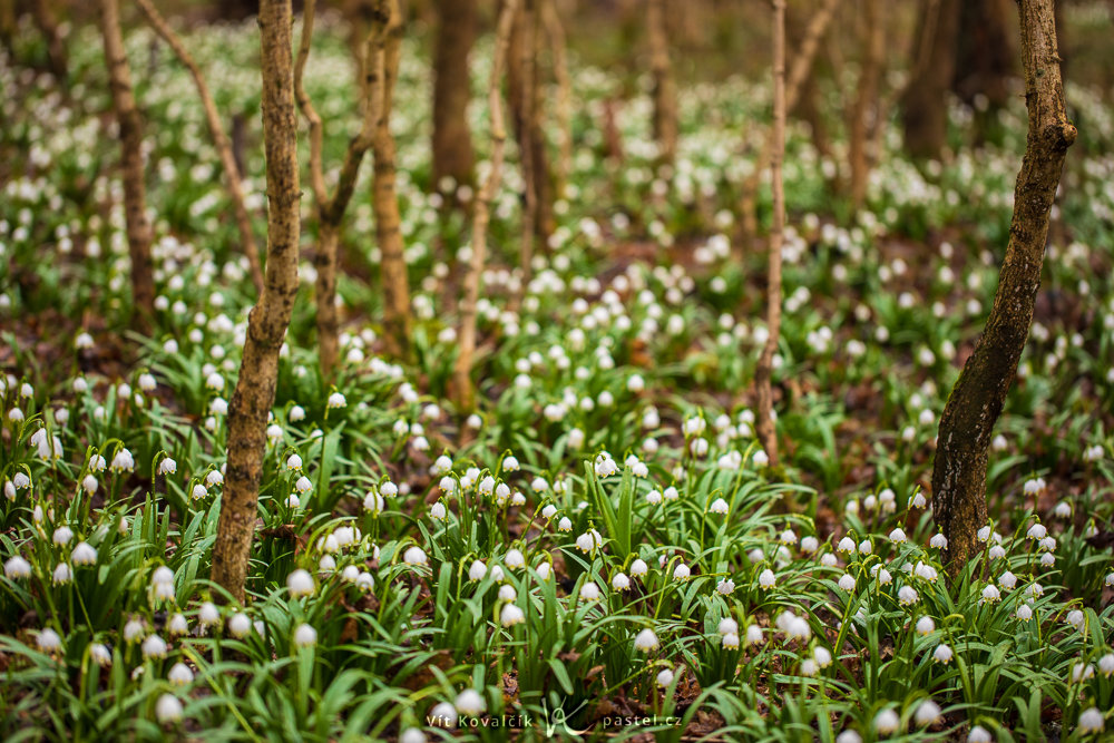 Fotografieren der ersten Frühlingsblumen