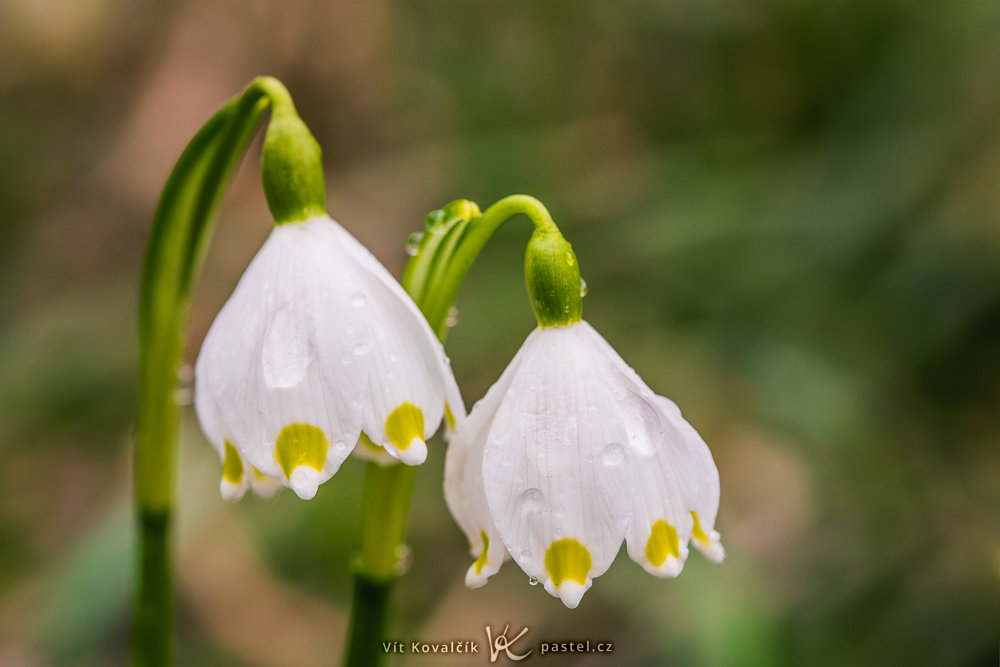 Fotografieren der ersten Frühlingsblumen