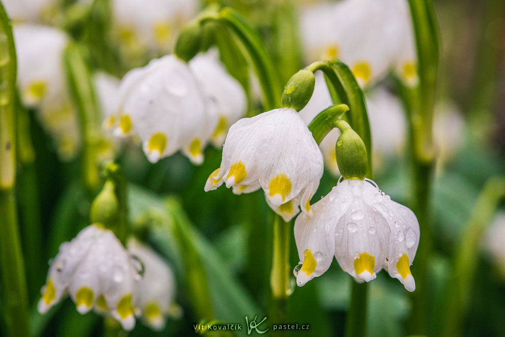Fotografieren der ersten Frühlingsblumen
