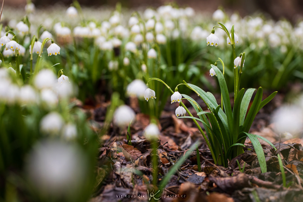 Fotografieren der ersten Frühlingsblumen