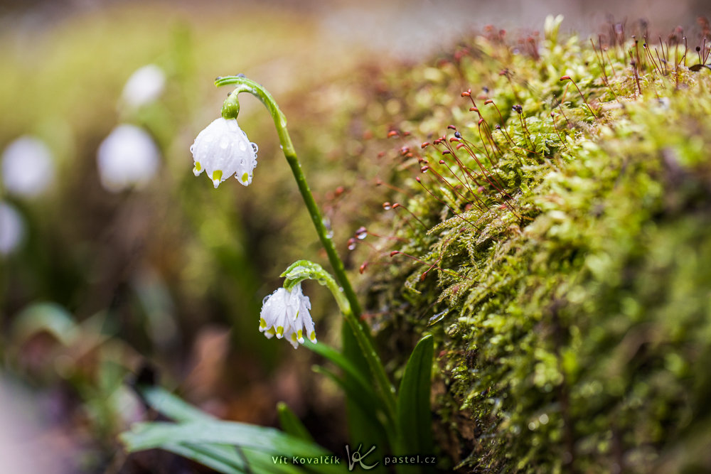 Fotografieren der ersten Frühlingsblumen 
