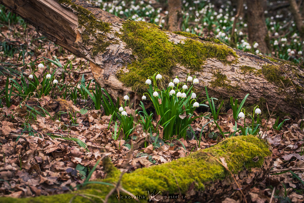Fotografieren der ersten Frühlingsblumen