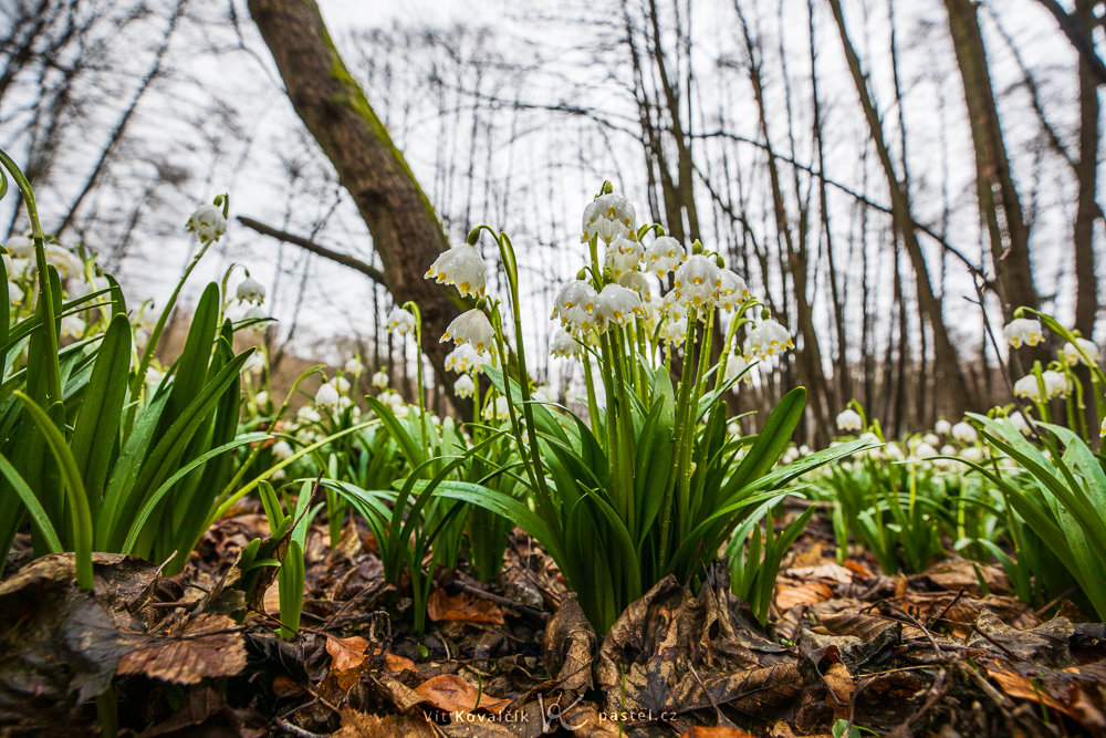 Fotografieren der ersten Frühlingsblumen