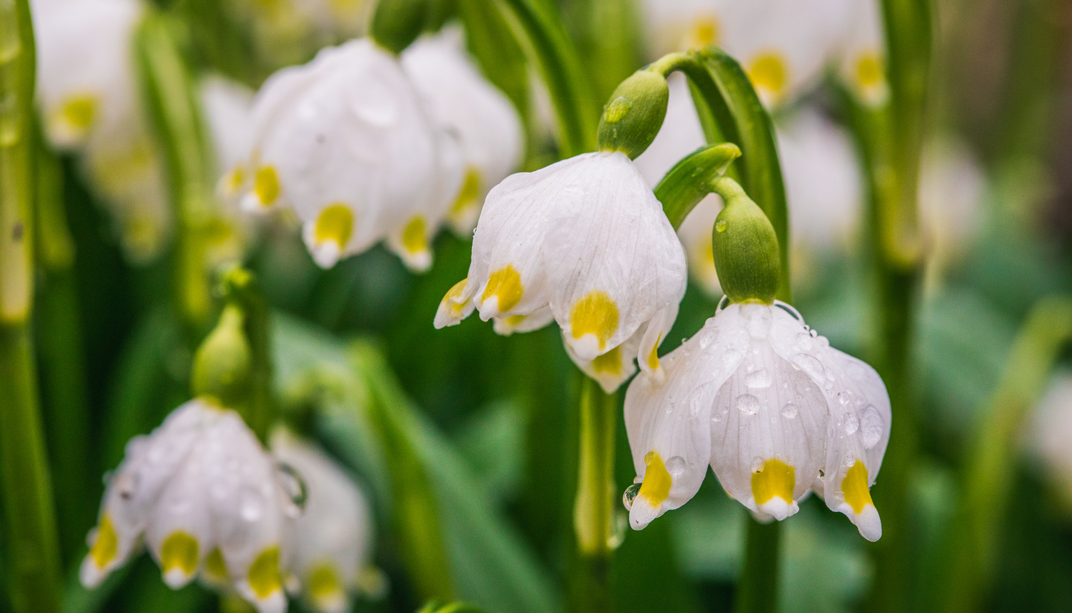 Fotografieren der ersten Frühlingsblumen