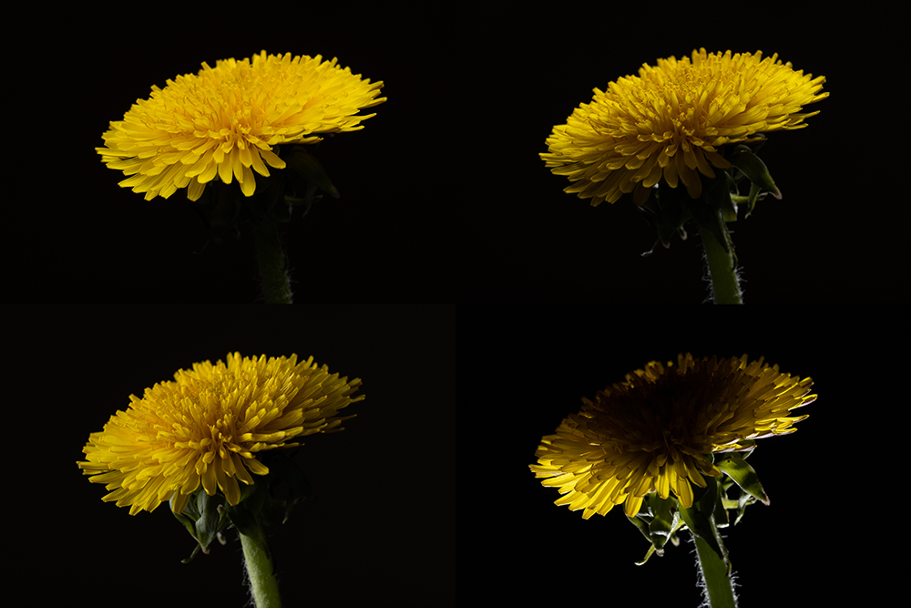 Wie fotografiert man Blumen zu Hause