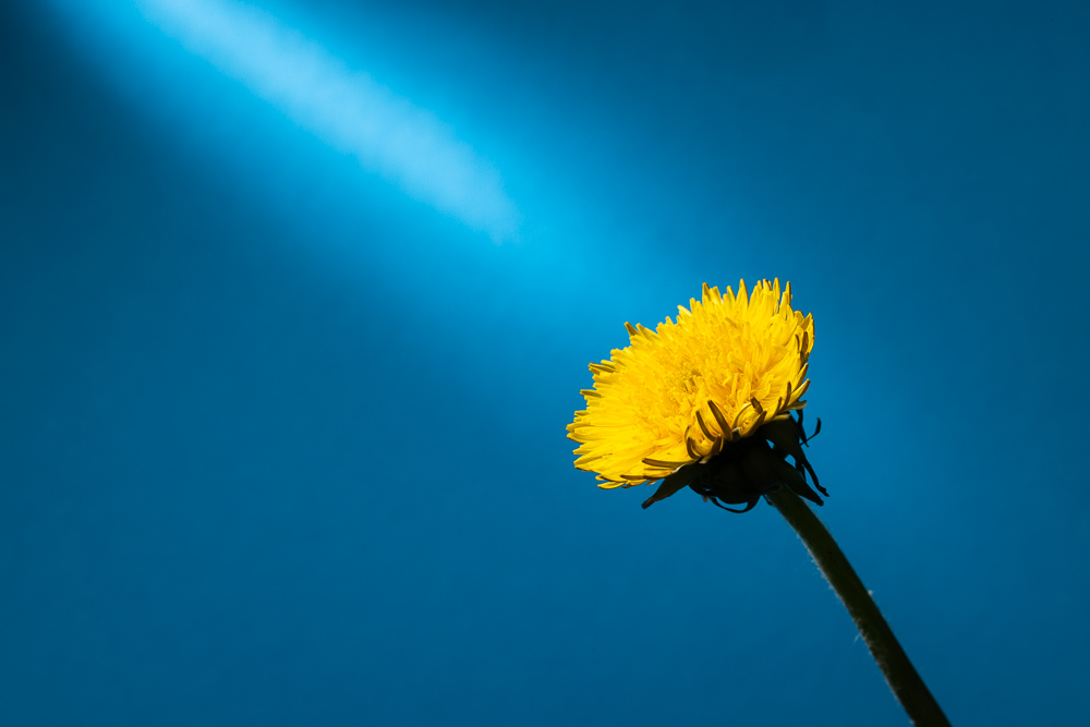 Wie fotografiert man Blumen zu Hause