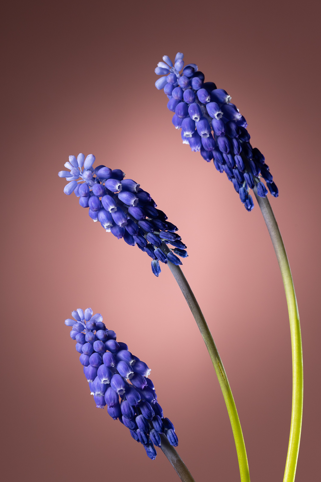 Wie fotografiert man Blumen zu Hause