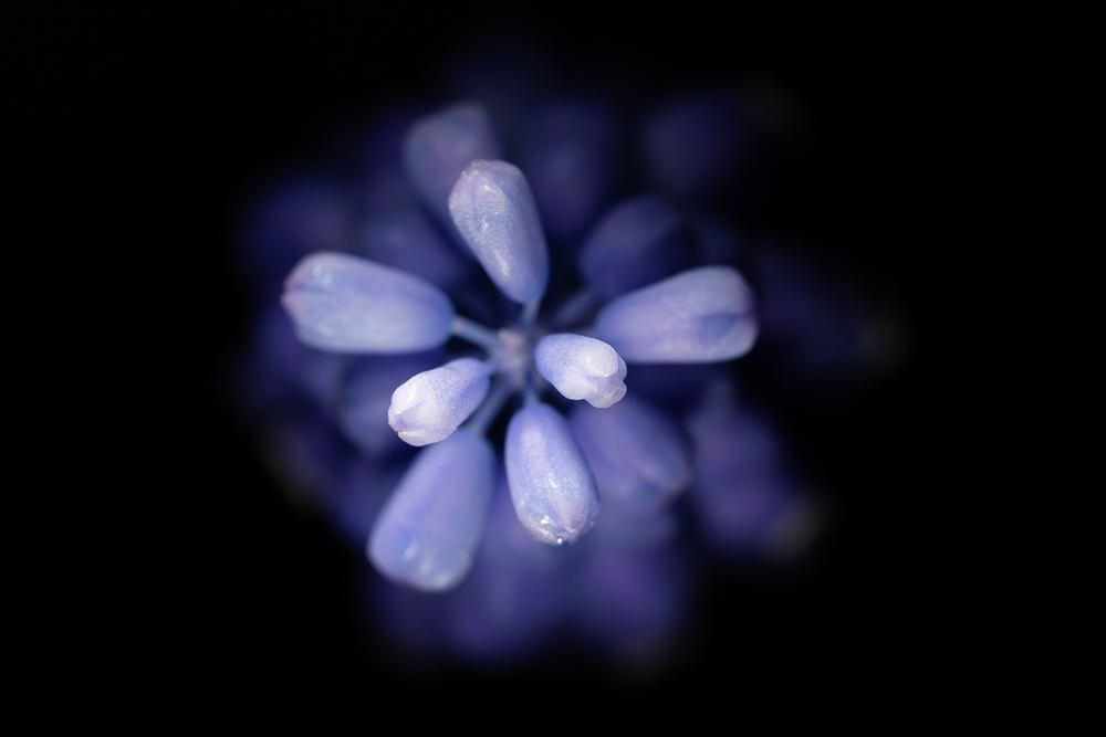 Wie fotografiert man Blumen zu Hause