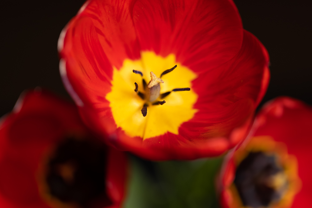 Wie fotografiert man Blumen zu Hause