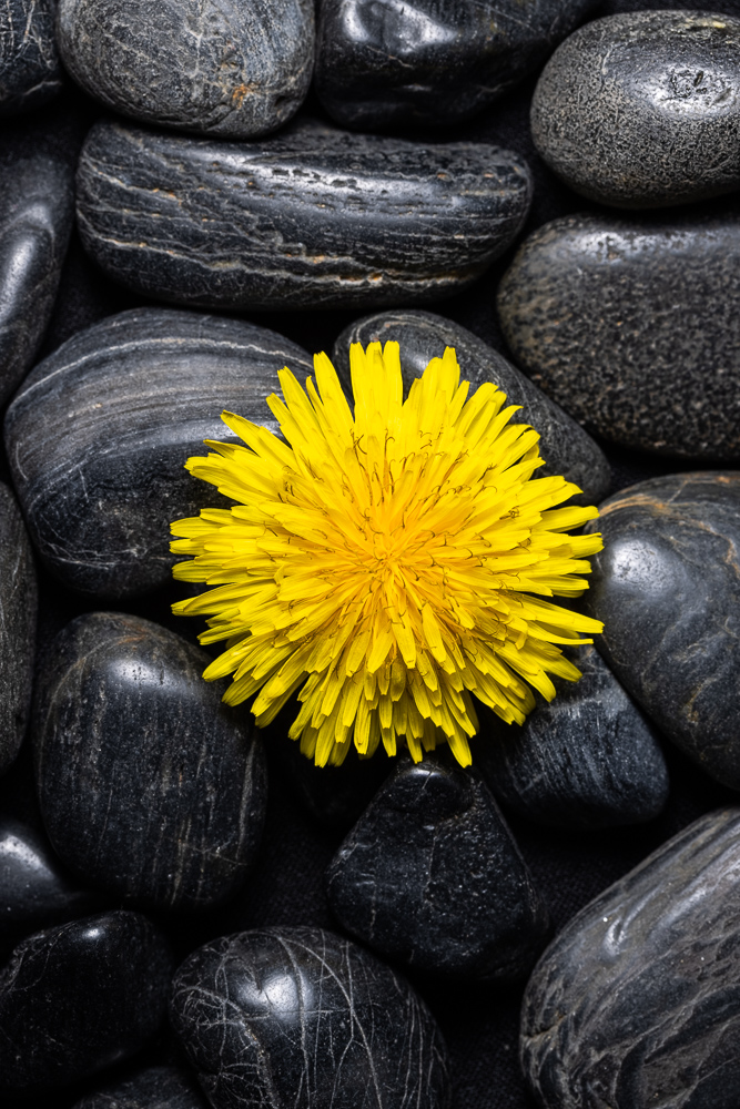 Wie fotografiert man Blumen zu Hause