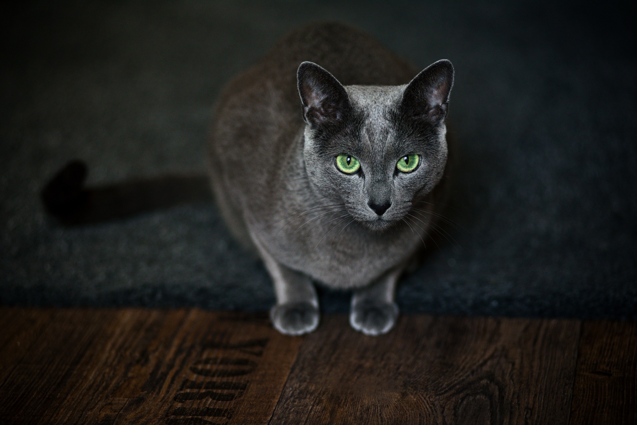 Tipps zum Bearbeiten von Fotos Ihrer Katzenlieblinge