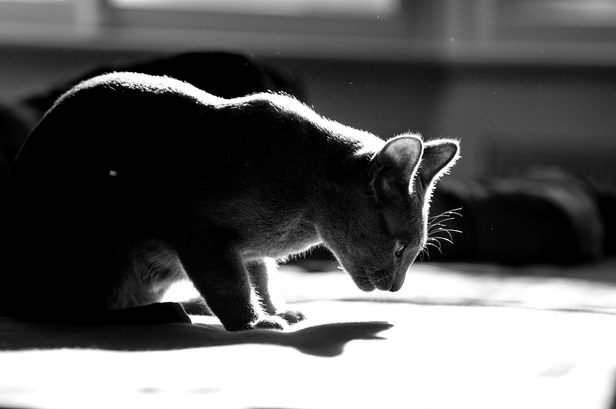 Tipps zum Bearbeiten von Fotos Ihrer Katzenlieblinge