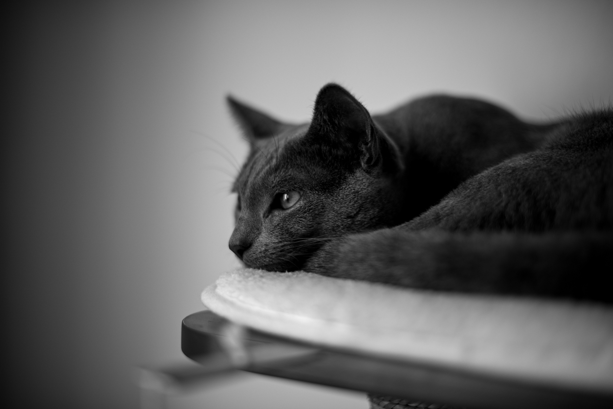 Tipps zum Bearbeiten von Fotos Ihrer Katzenlieblinge