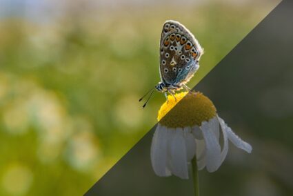 Wie bearbeitet man Fotos im RAW-Format? Ein paar Klicks zum perfekten Foto