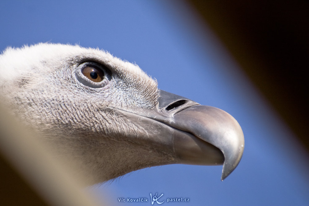 Vögel fotografieren