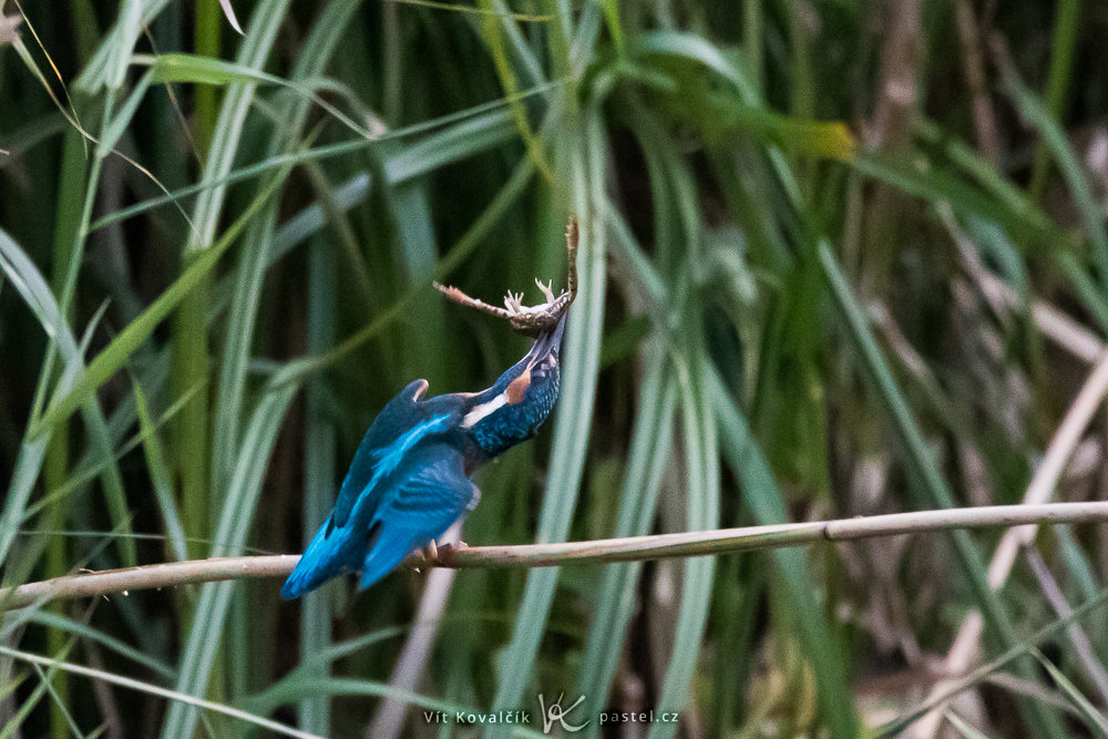 Vögel fotografieren
