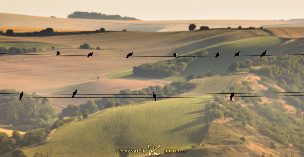 Vögel fotografieren