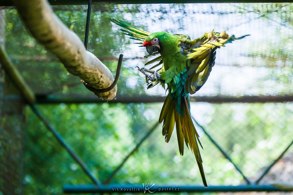 Vögel fotografieren
