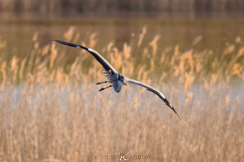 Vögel fotografieren