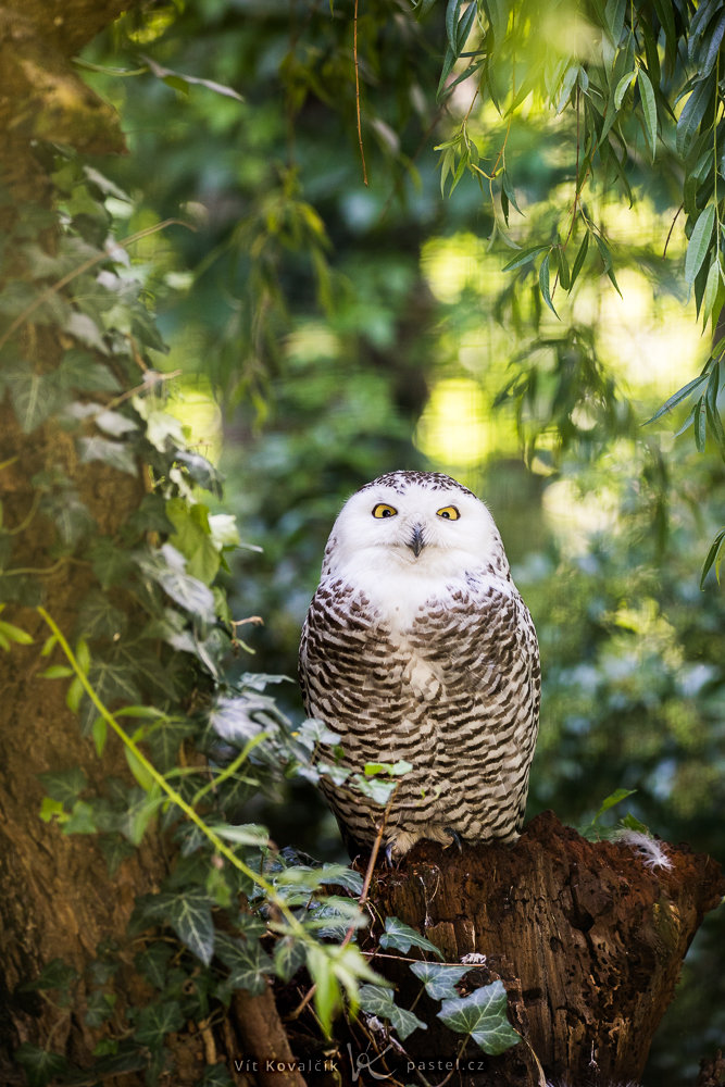 Vögel fotografieren