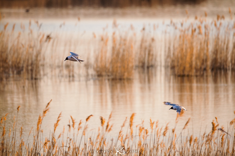 Vögel fotografieren