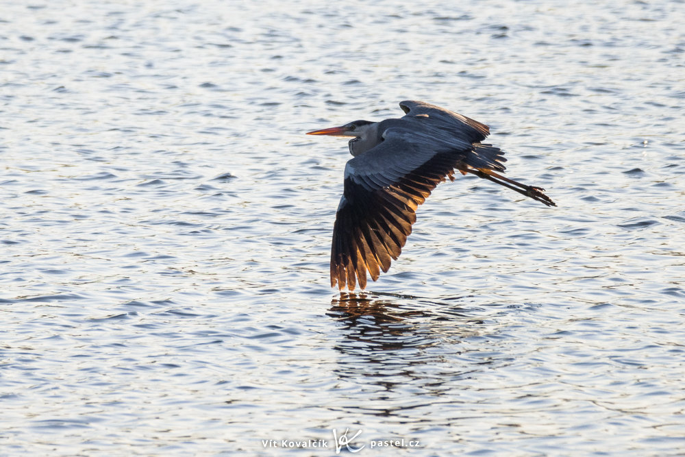 Vögel fotografieren