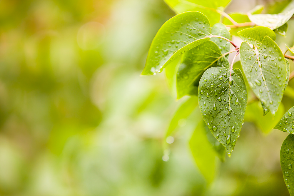 Inspiration für Bilder nach dem Regen