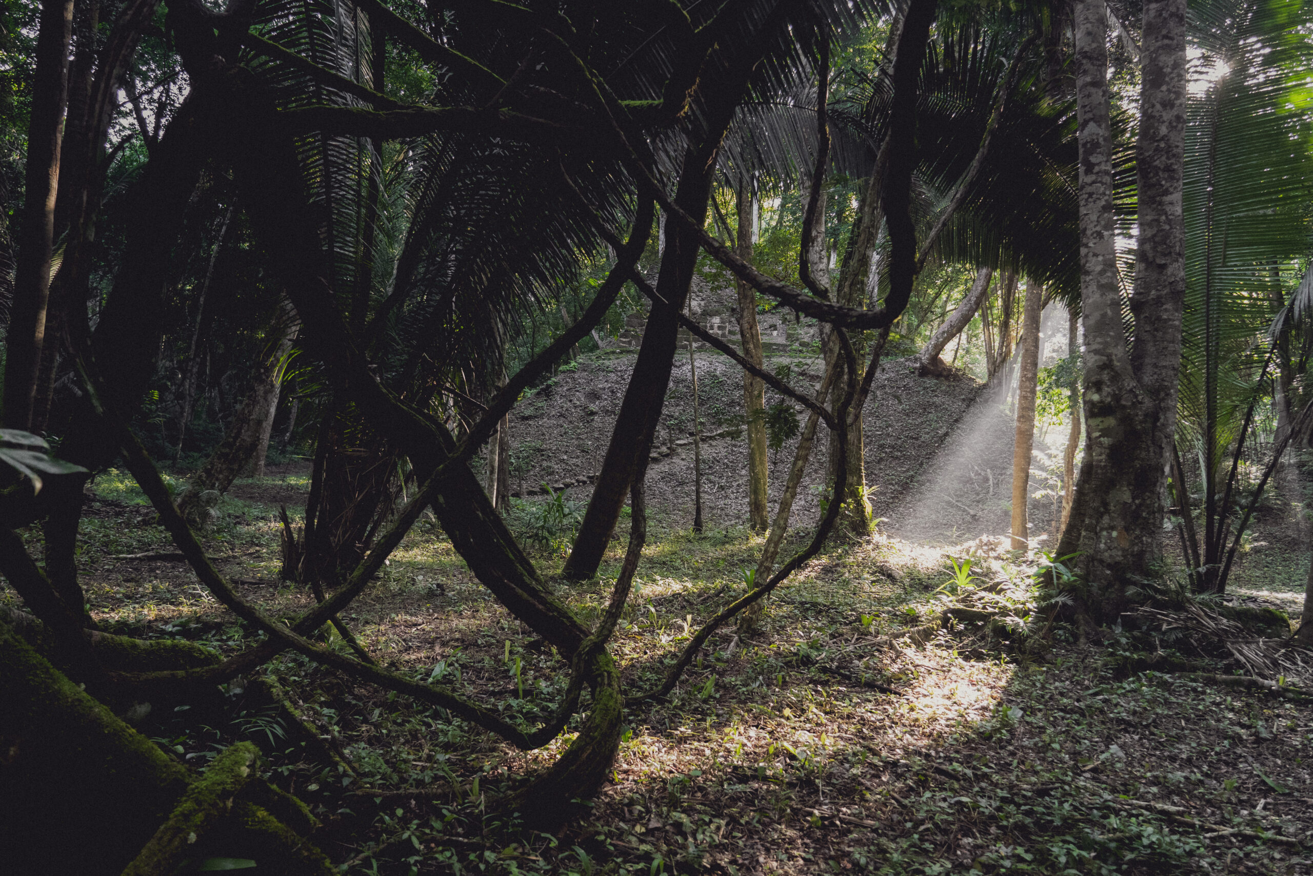tropischen Dschungel Mexikos und Guatemalas