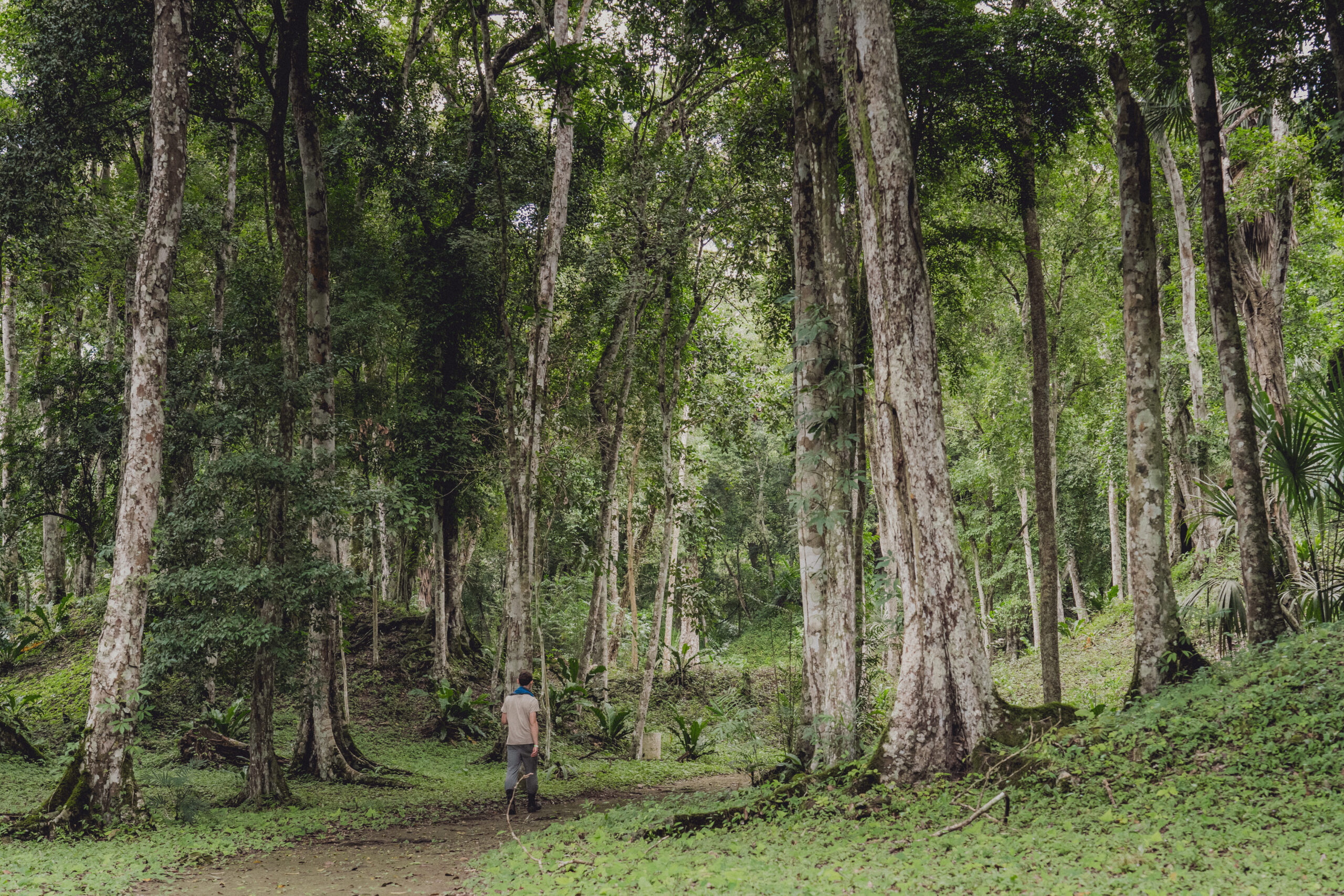 tropischen Dschungel Mexikos und Guatemalas