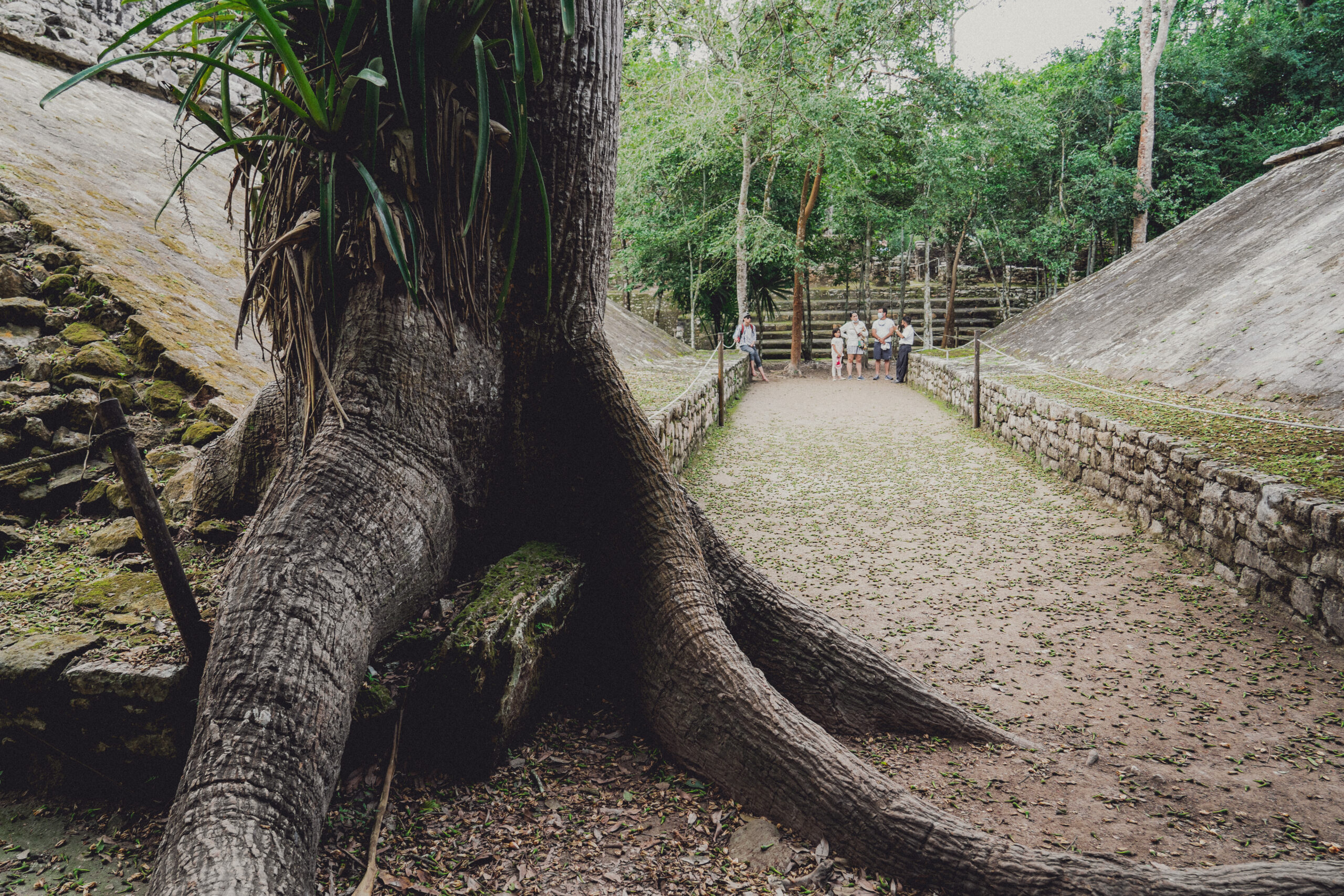 tropischen Dschungel Mexikos und Guatemalas